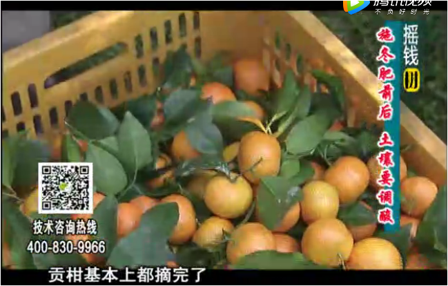 20180101珠江臺(tái)搖錢樹：柑橘土壤酸化怎么辦？