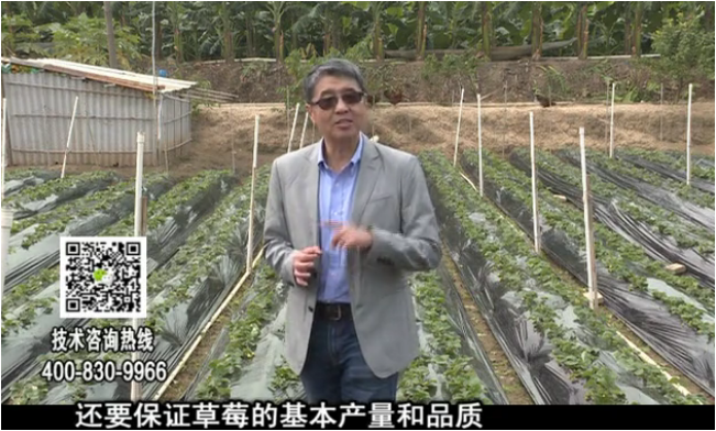 20180108珠江臺(tái)搖錢樹：草莓苗弱膨果增甜如何做？